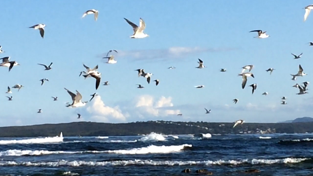 seabirds